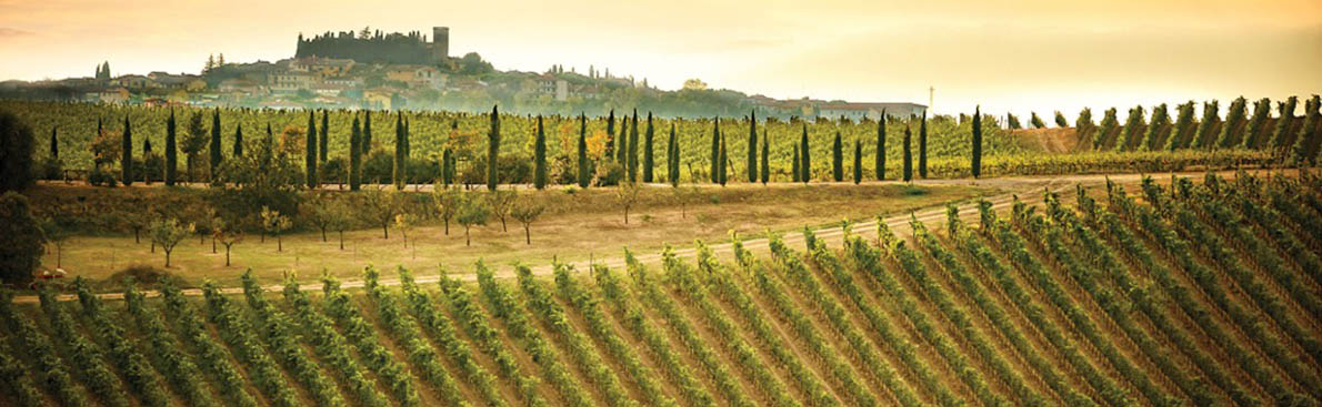 Vino-Castellino-vigneto-chi-siamo